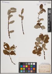 Foto von Salix caprea L.